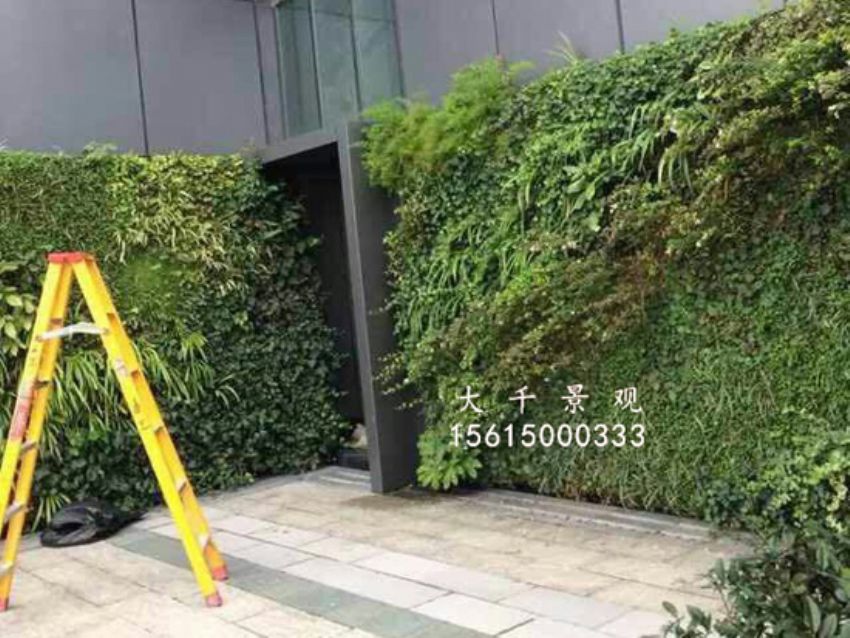 點(diǎn)擊查看詳細(xì)信息<br>標(biāo)題：綠植墻 閱讀次數(shù)：1477