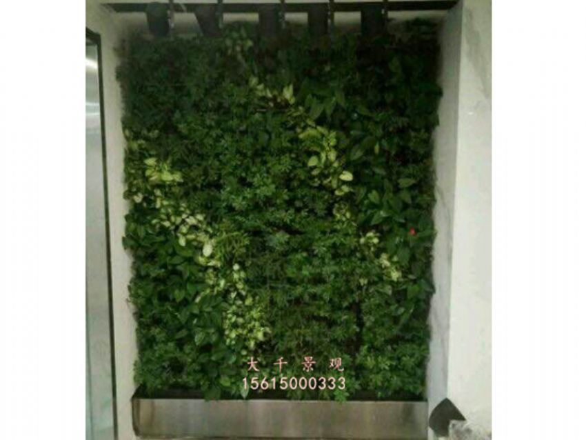 點擊查看詳細(xì)信息<br>標(biāo)題：綠植墻 閱讀次數(shù)：2039