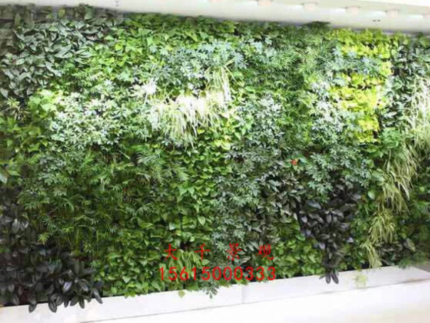 點擊查看詳細(xì)信息<br>標(biāo)題：綠植墻 閱讀次數(shù)：2327